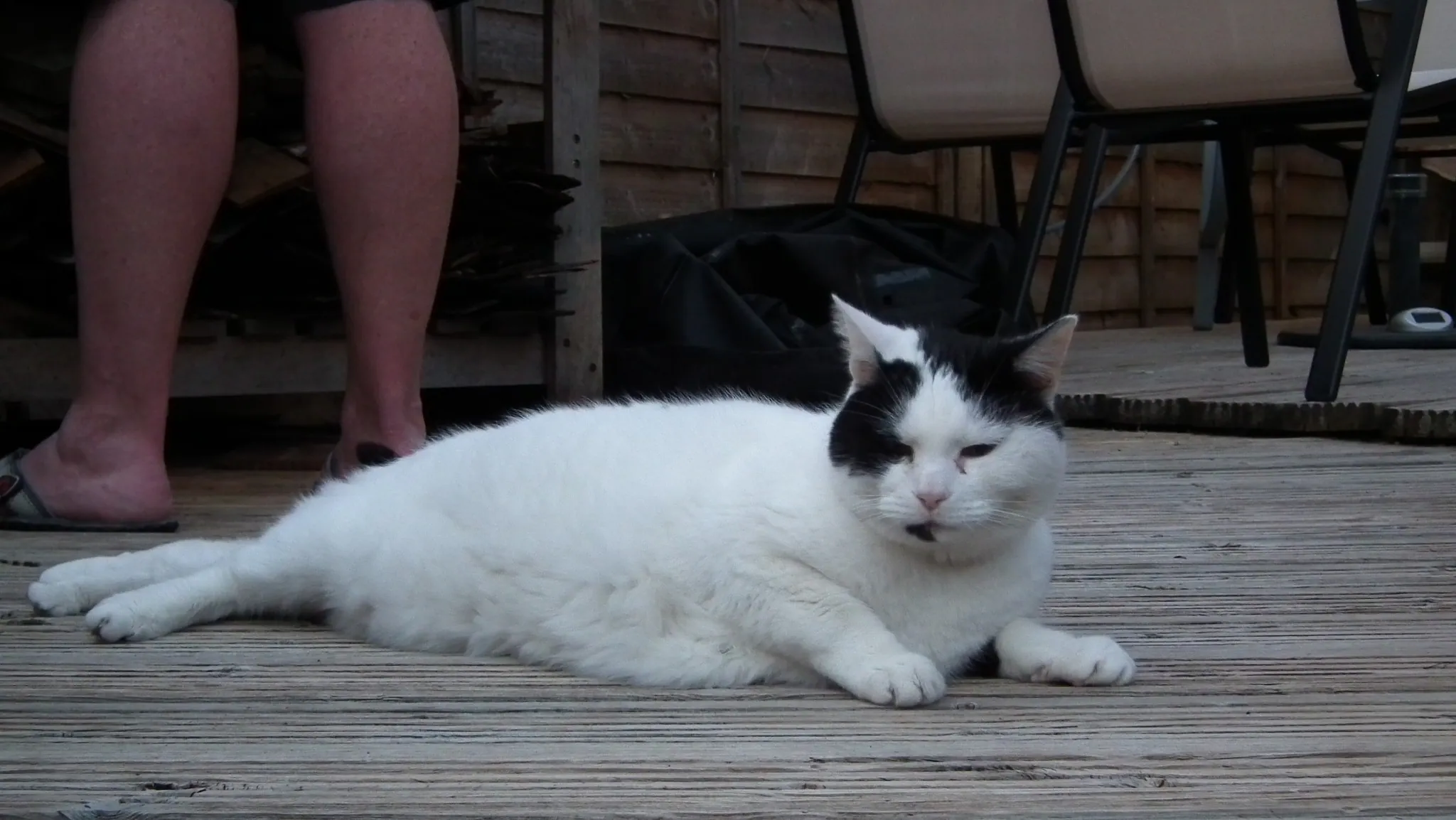 E22 sous chef marshall aka petes puppycat   22 may (4)